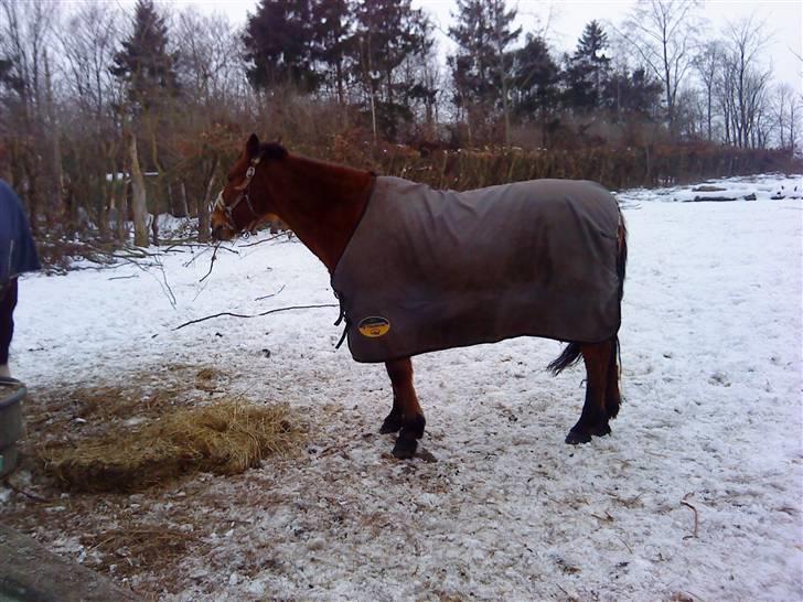 Irsk Sportspony | Exellence | billede 3