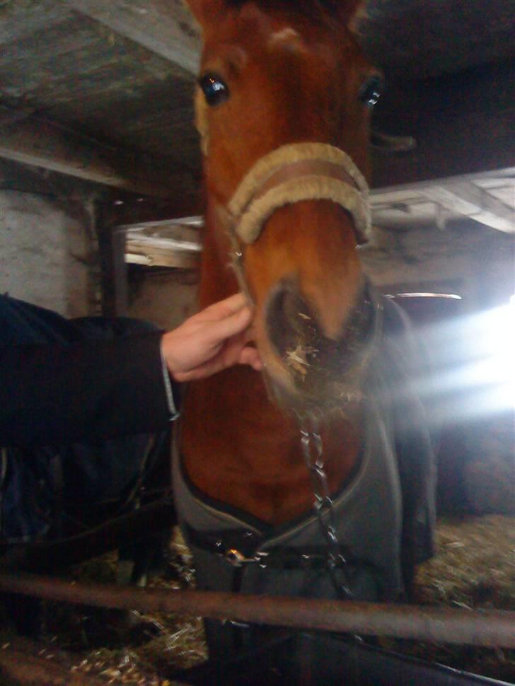 Irsk Sportspony | Exellence | - Lige da vi fik ham hjem :-)  billede 4