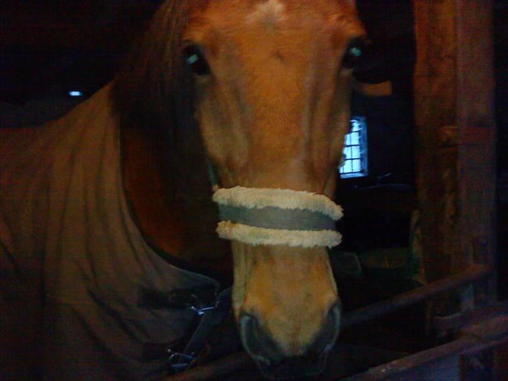 Irsk Sportspony | Exellence | - Elsker aftenerne med dig, bare at stå og nusse med dig, du er verdens bedste pony. billede 5