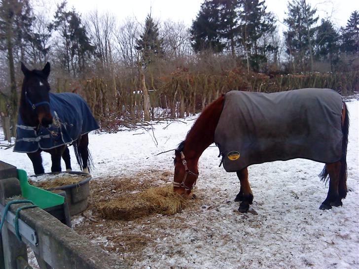Irsk Sportspony | Exellence | - Rambo og Ex.. Rambo er min søsters hest :)  billede 6