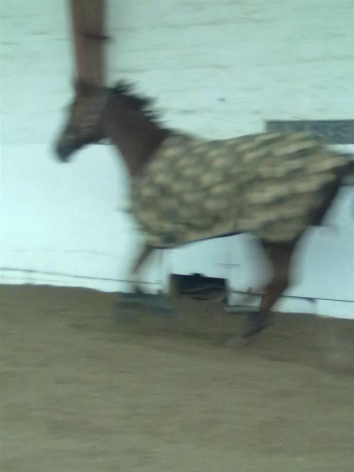 Dansk Varmblod Guvanør*tidl.part* - Igen Guvanør løs i ridehuset :) *Undskyld kvaliteten* billede 2