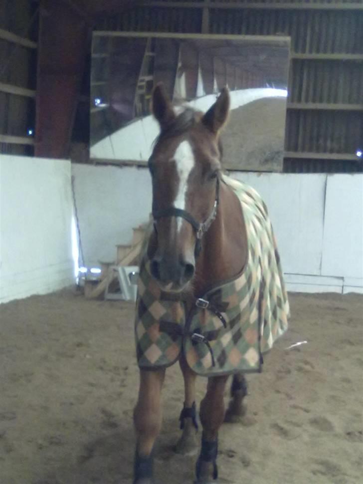 Dansk Varmblod Guvanør*tidl.part* - Elsker dig basse<3 billede 3