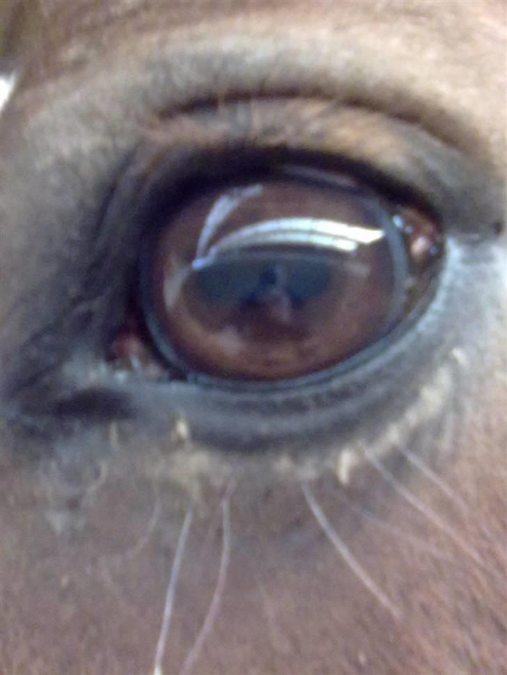 Dansk Varmblod Guvanør*tidl.part* - Jeg spejler mig i dine øjne, men ser dit rolige sind<3 billede 4