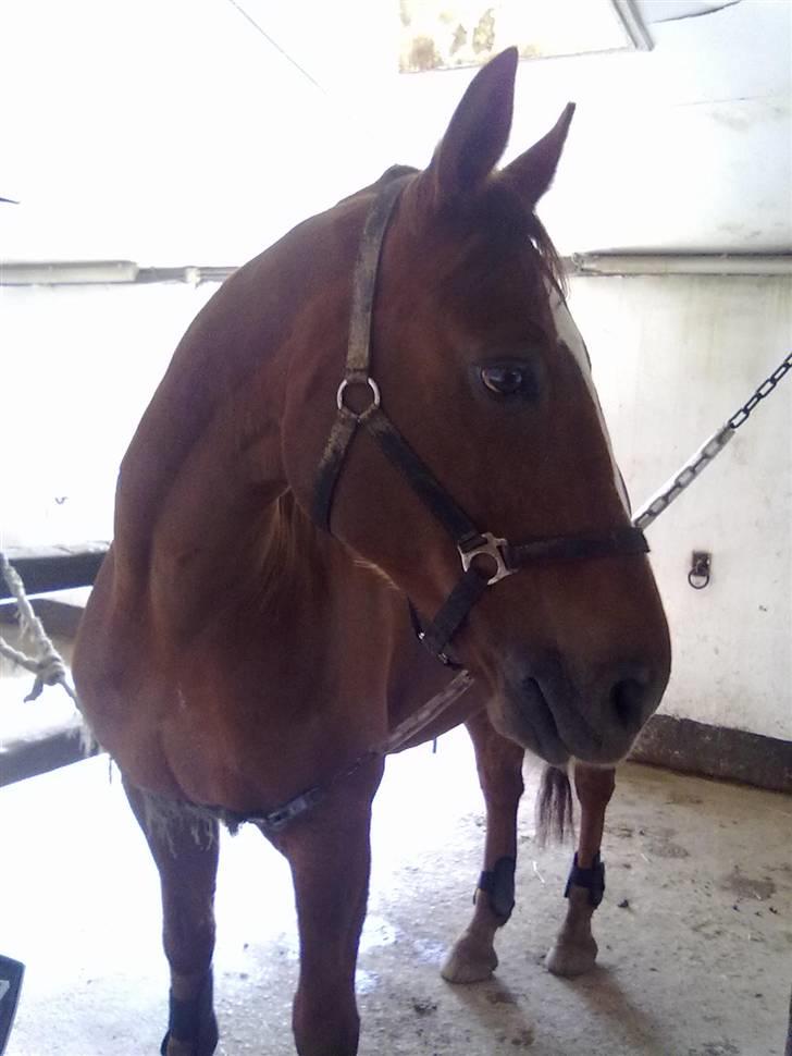 Dansk Varmblod Guvanør*tidl.part* - er sååå glad for dig skat <3 billede 5