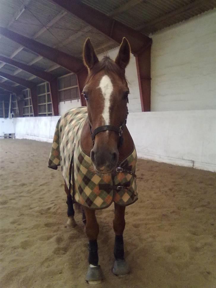 Dansk Varmblod Guvanør*tidl.part* - <3´ billede 6