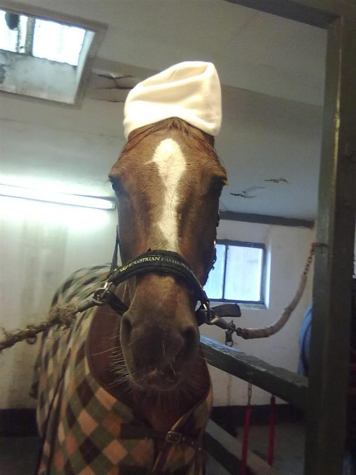 Dansk Varmblod Guvanør*tidl.part* - Guvanør med hue d; Du så fin bassedreng<3 billede 7