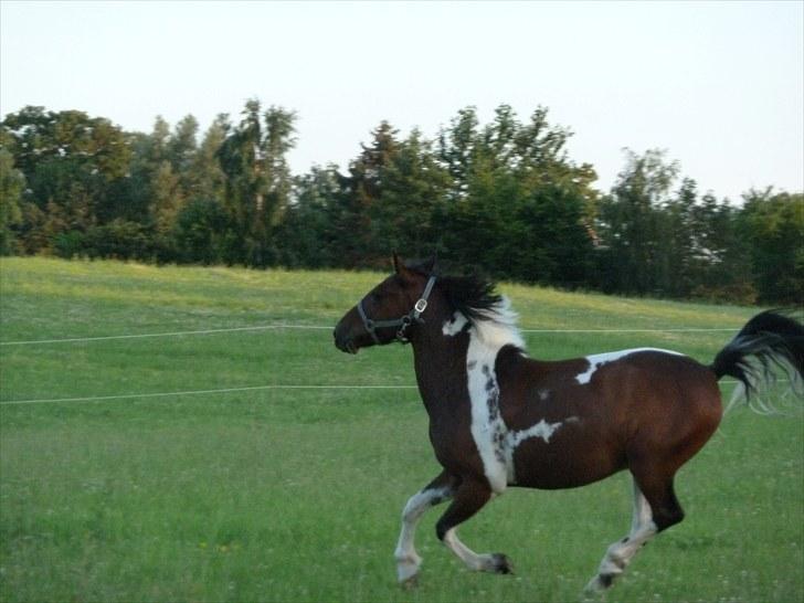 Anden særlig race Apache<3 rider ikke mere - I FULD gallop på sommerfold :) billede 9