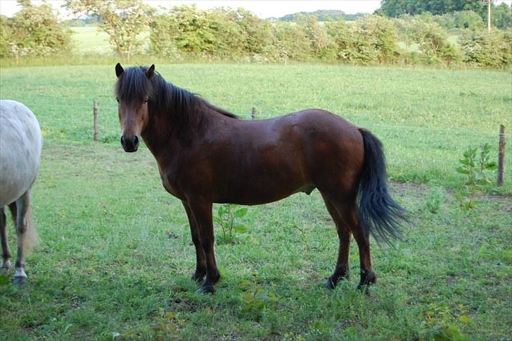 Islænder Fylkir fraEllidshøj billede 6