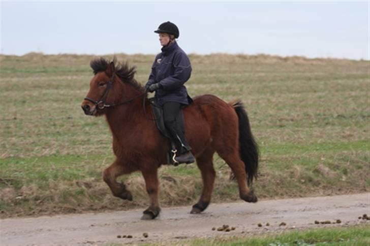 Islænder Fylkir fraEllidshøj billede 7