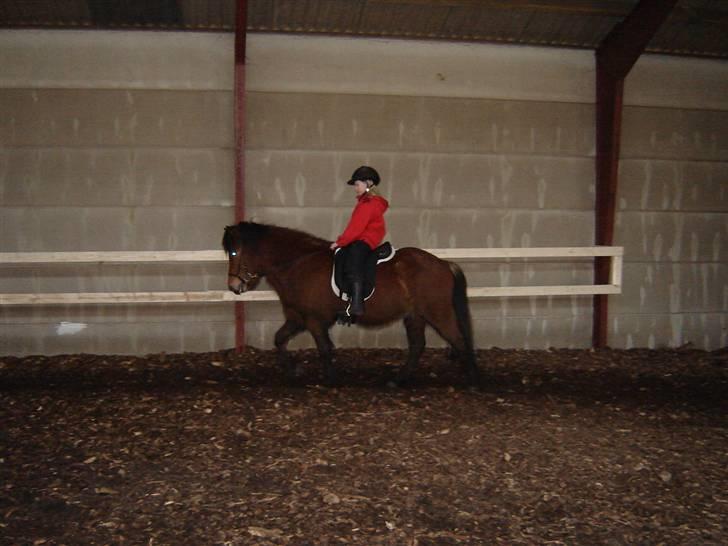 Islænder Fylkir fraEllidshøj - Da jeg var ude at prøve ham:-D billede 8