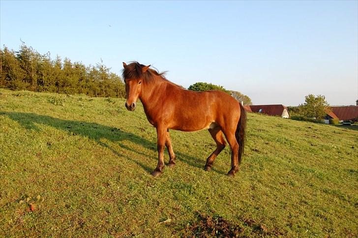 Islænder Fylkir fraEllidshøj billede 9