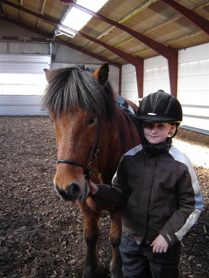 Islænder Fylkir fraEllidshøj - Da vi lige havde købt ham!!:-D billede 10