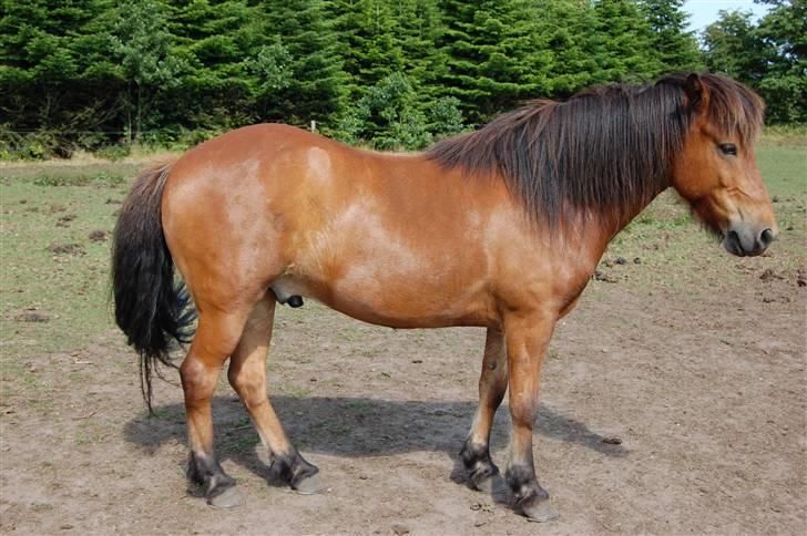 Islænder Fylkir fraEllidshøj billede 11