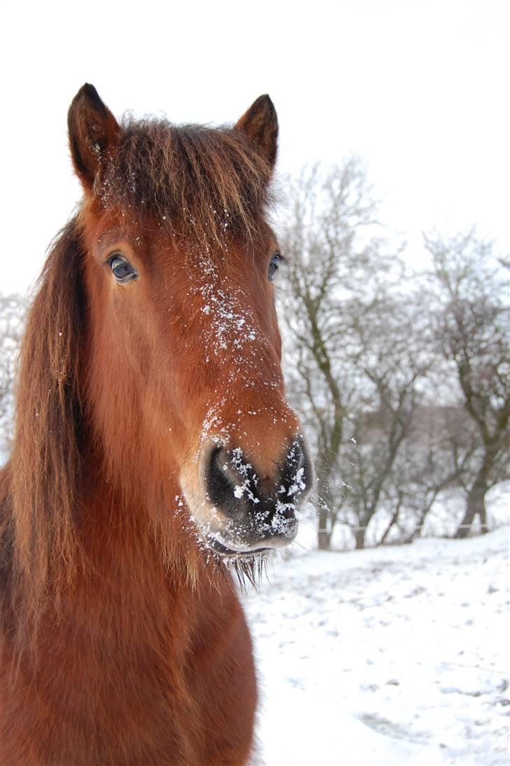 Islænder Fylkir fraEllidshøj billede 12