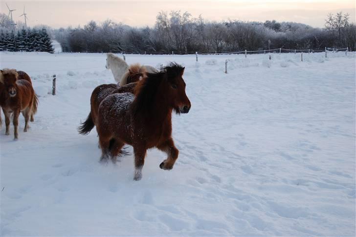 Islænder Fylkir fraEllidshøj billede 13