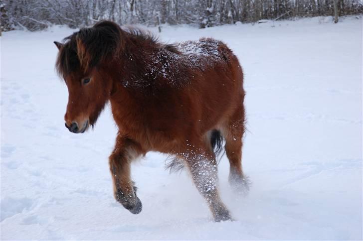 Islænder Fylkir fraEllidshøj billede 14