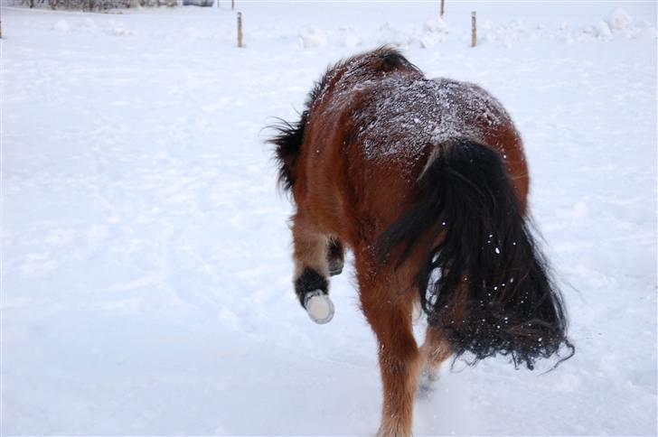 Islænder Fylkir fraEllidshøj billede 15