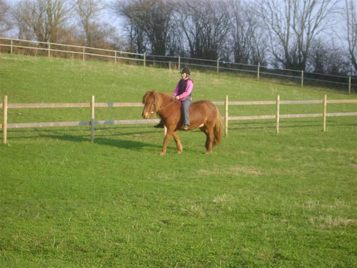 Islænder Hafdis fra Nørmark billede 7
