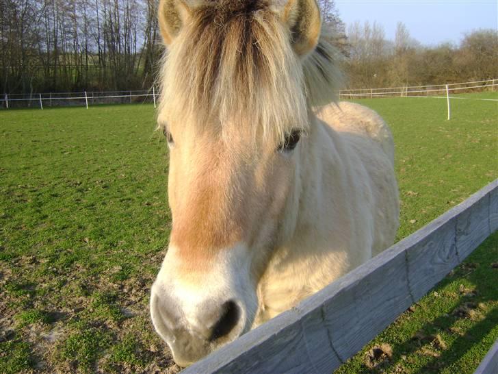 Fjordhest Fly billede 14