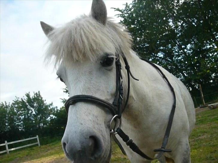 Anden særlig race Hygums Kiki billede 17