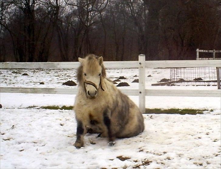 Anden særlig race Hygums Kiki - :D billede 18