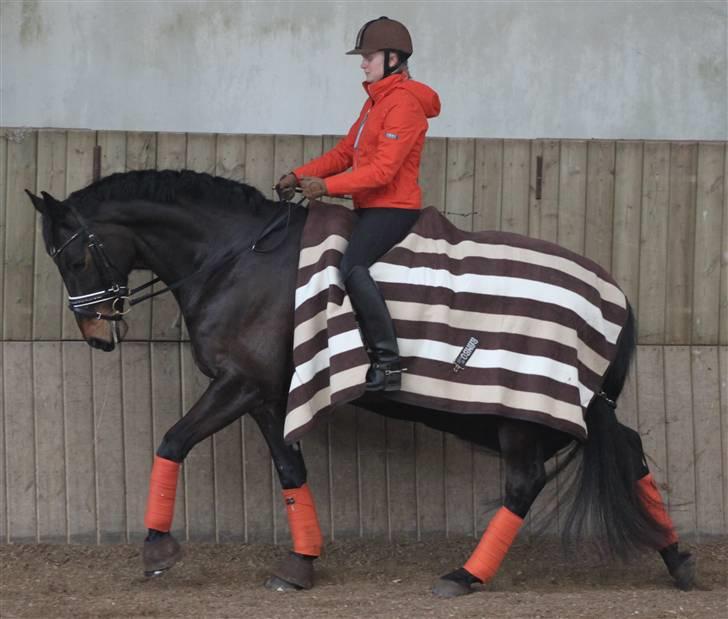 Holstener Licairo SOLGT billede 14