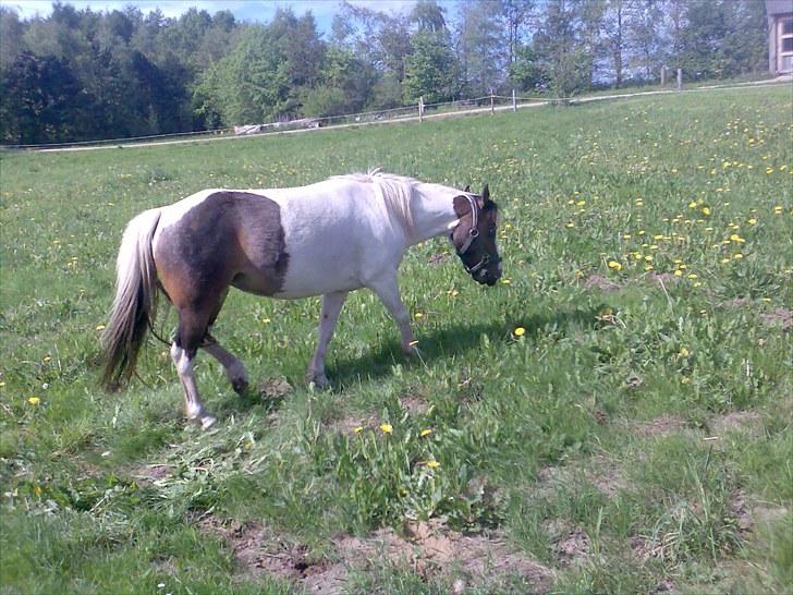 Anden særlig race Dixie billede 7