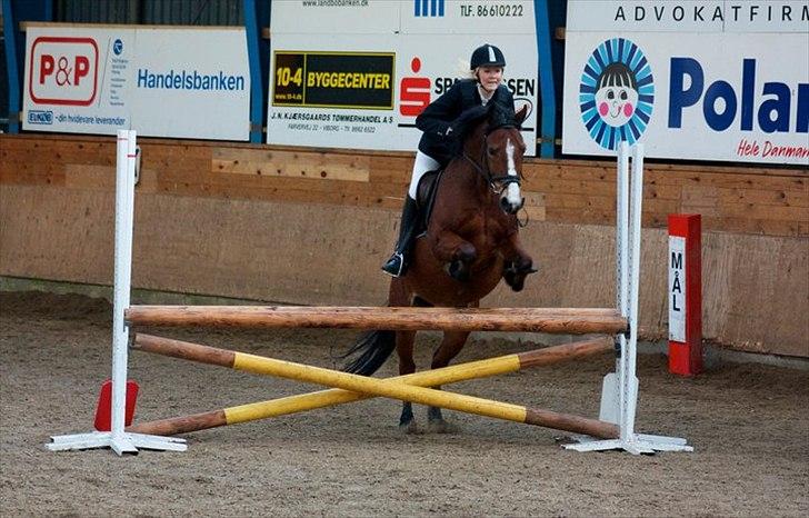 Anden særlig race Hildago *tidligere part* - LC. Foto: Julie M. billede 18