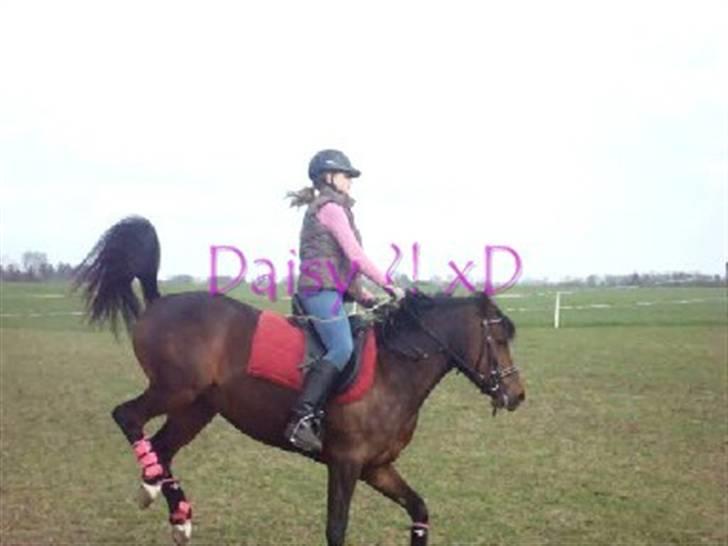 Welsh Partbred (Sec F) Daisy JV - Den lille lort :p     Undskyld kvaliteten, træning den 18 april,   billede 17