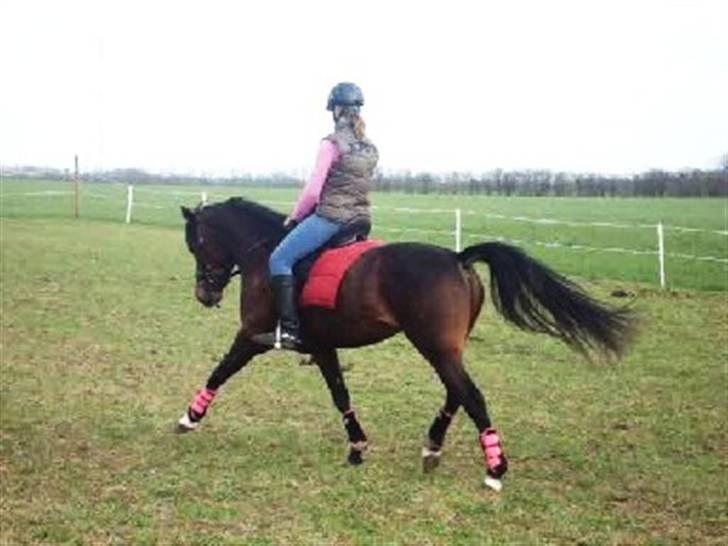 Welsh Partbred (Sec F) Daisy JV - Uhh ponyen kan da en smule ? :D           Undskyld kvaliteten, træning den 18 april,  billede 18