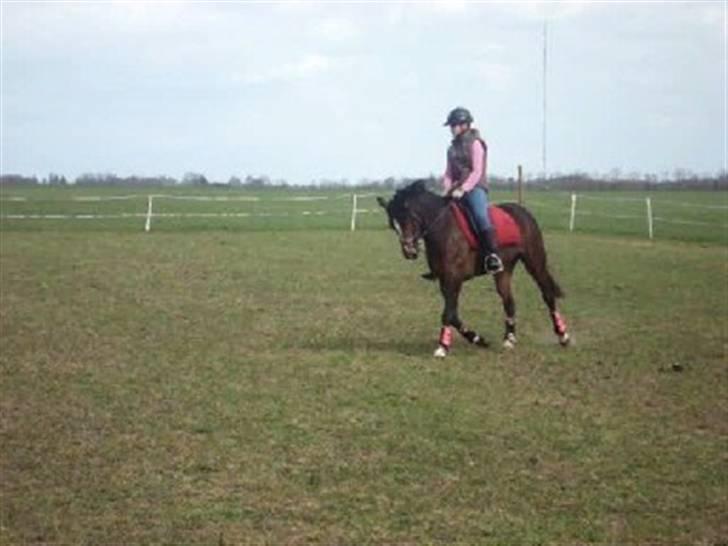 Welsh Partbred (Sec F) Daisy JV - Undskyld kvaliteten, træning den 18 april,  billede 19