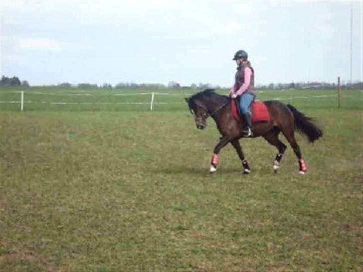 Welsh Partbred (Sec F) Daisy JV - Er hun ik ved at være smuk ? :D <3           Undskyld kvaliteten, træning den 18 april,   billede 20