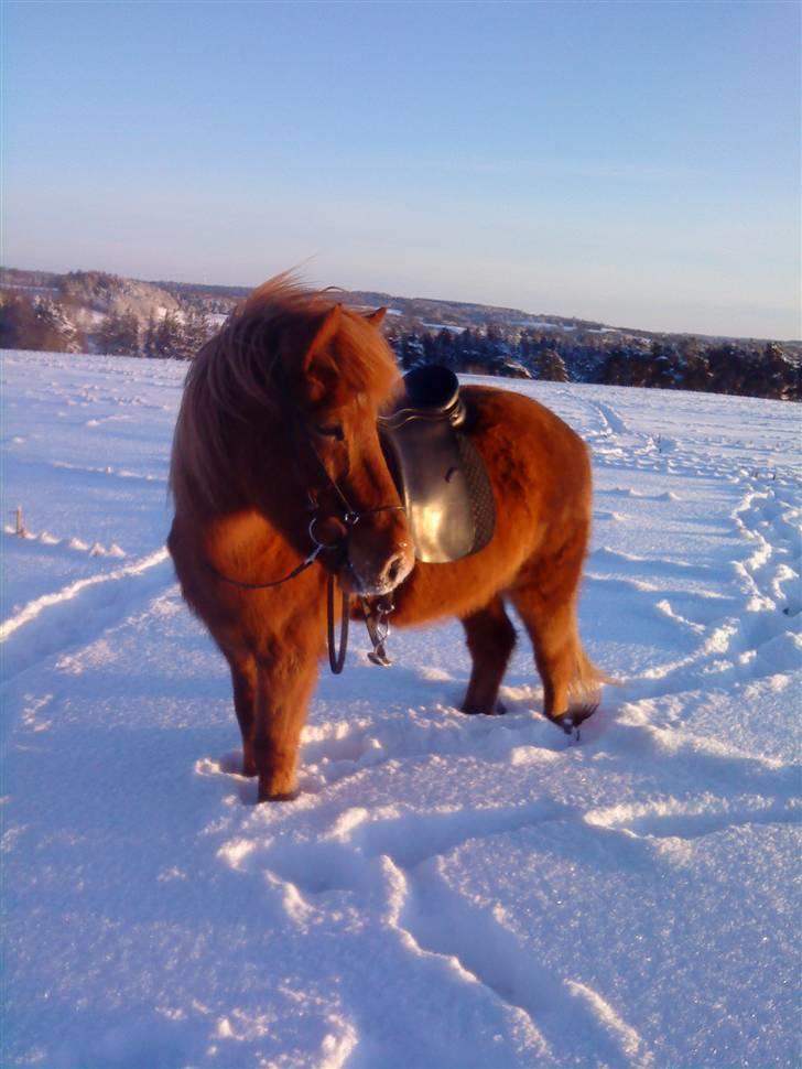 Islænder Kyndill fra Rosenlund billede 1