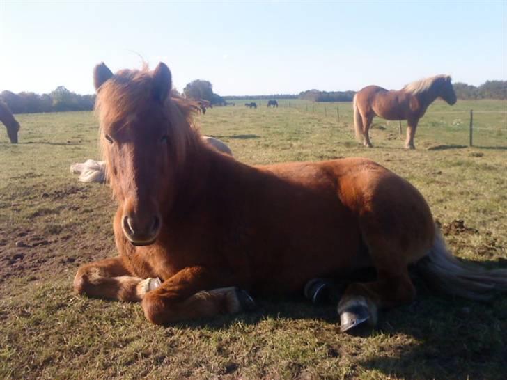 Islænder Kyndill fra Rosenlund billede 2