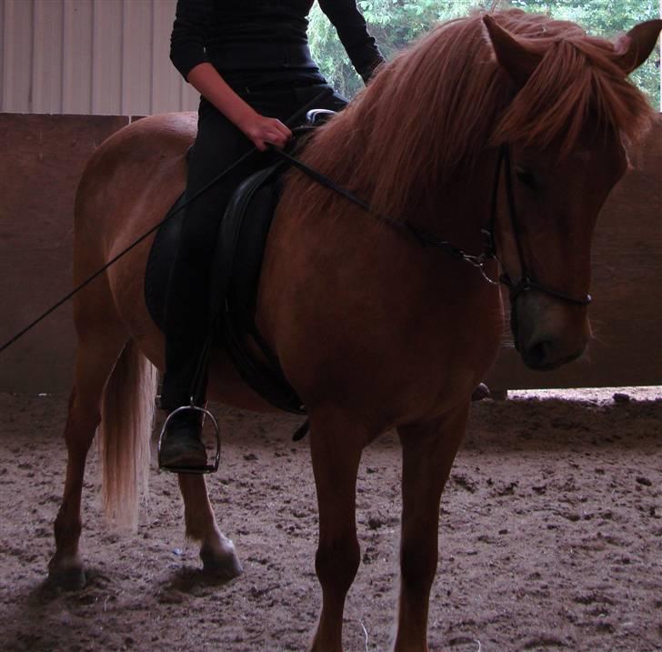 Islænder Kyndill fra Rosenlund billede 3