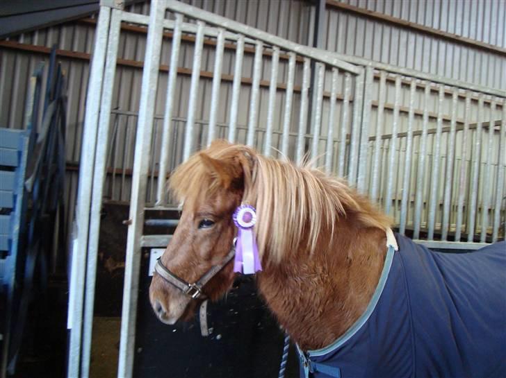 Islænder Kyndill fra Rosenlund - Efter Toppurs efterårstævne T8 2009:D billede 5