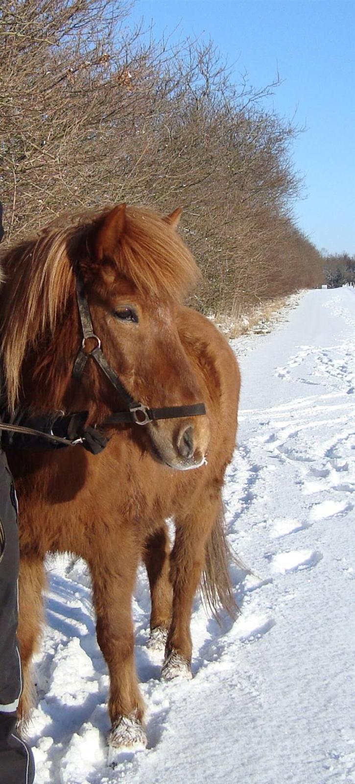 Islænder Kyndill fra Rosenlund billede 7