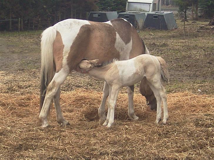 Anden særlig race Celina - Godt man har madpakken med... billede 3