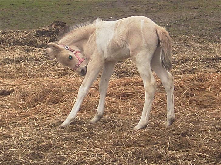 Anden særlig race Celina - Tjekker lige om de nye bisser kan klø... billede 4