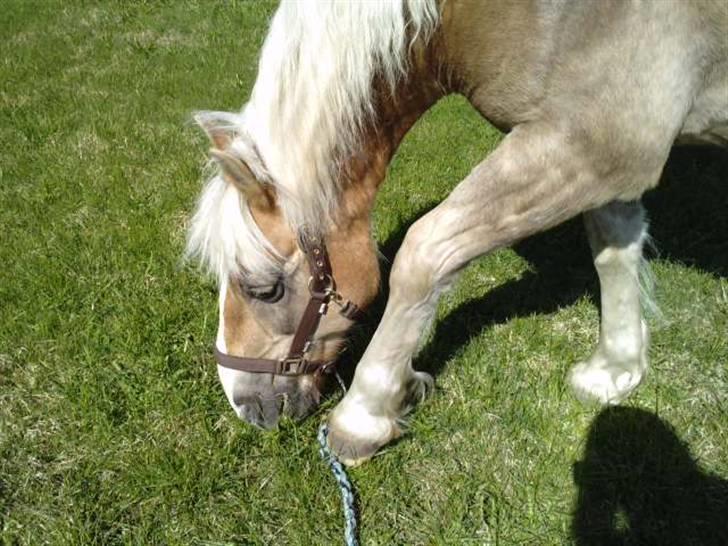 Haflinger PRINS - *SAVNET* - Den sidste dag med ham /: billede 10
