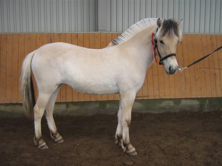 Fjordhest Isabella Strødam - Plagskue 2010 3/11 med 8 i helhed billede 11