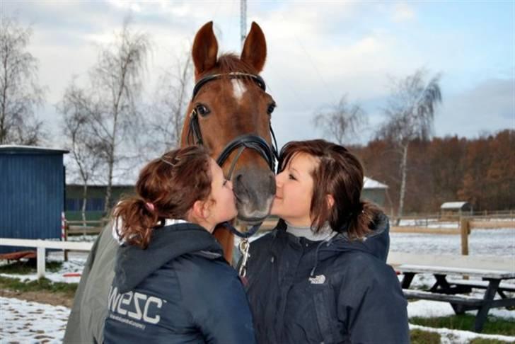 Tysk Sportspony Nerle solgt billede 11