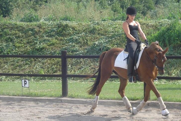 Tysk Sportspony Nerle solgt billede 12