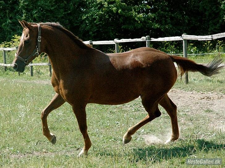 Tysk Sportspony Nerle solgt billede 14