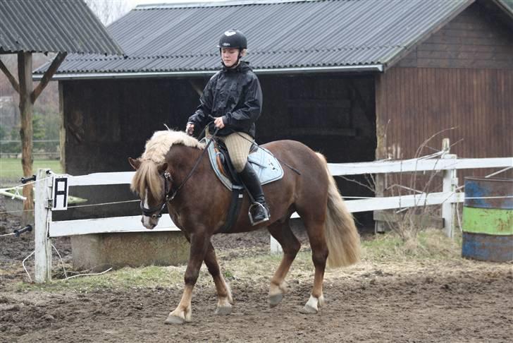 Anden særlig race Laban >Solgt< - 8) Første gang på banen Foto: Bettina Hansen billede 8