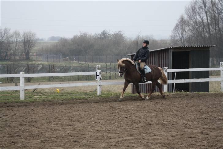 Anden særlig race Laban >Solgt< - 9) Dressur Foto: Bettina Hansen billede 9