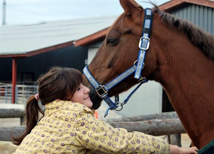 Tysk Sportspony Nerle solgt billede 15