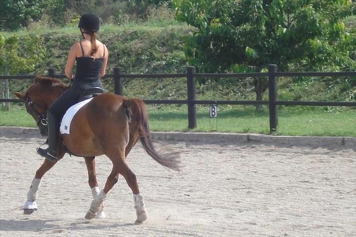 Tysk Sportspony Nerle solgt billede 16