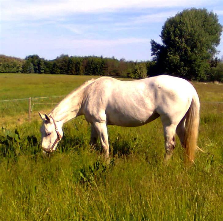 Engelsk Varmblod Dolly Dutch - Smukke :) billede 9