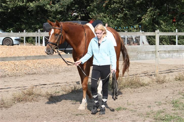 Trakehner Spanggaards Nairobi - DSA i Tørring 2009 billede 4